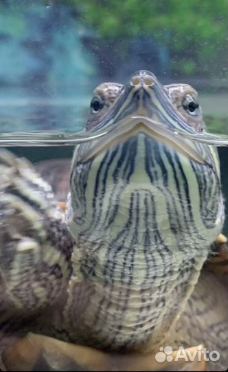 Красноухая черепаха