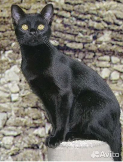 Котята в добрые руки бесплатно