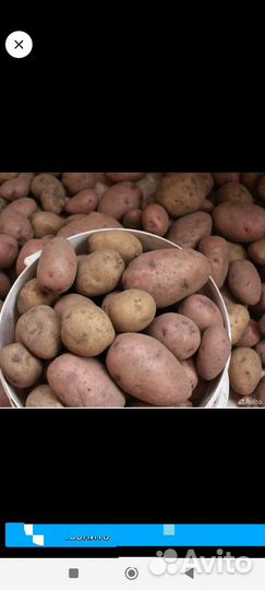 Продам картофель домашний