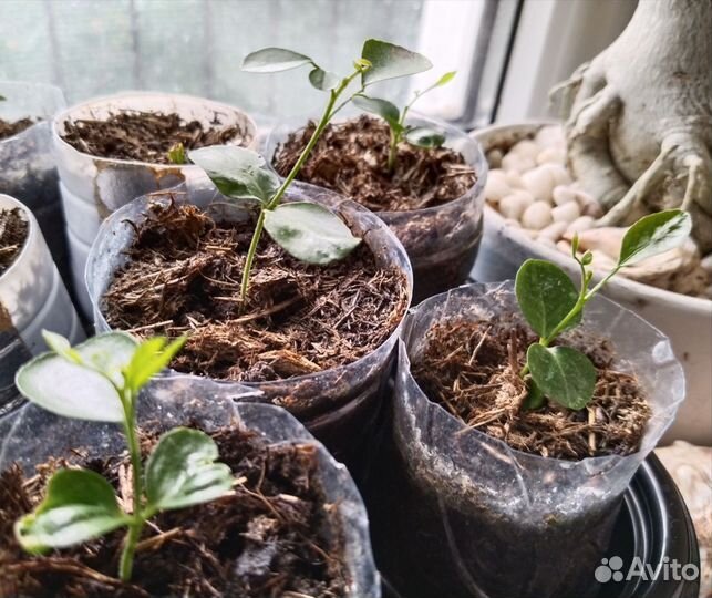 Мурайя метельчатая