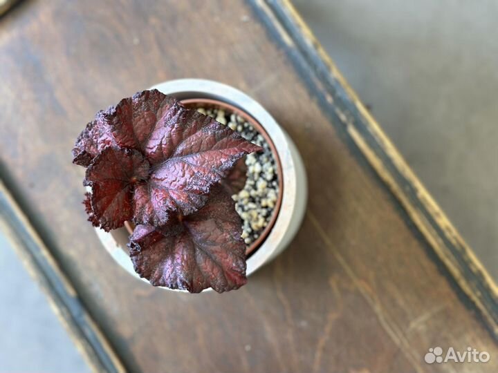 Бегония DS Кармен