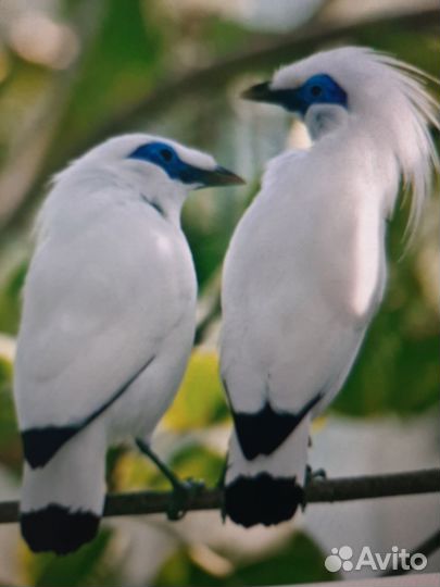 Экзотические птицы скворцы