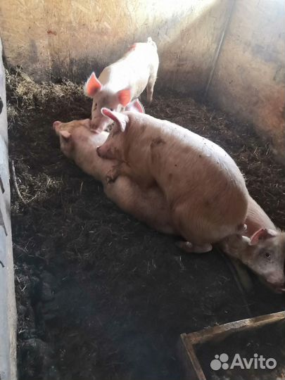 Свиноматки