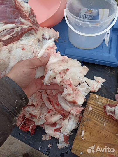 Мясо жир барана