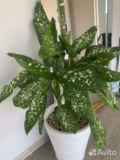 Диффенбахия 165см