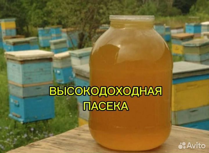 Продам пасеку, пчелосемьи