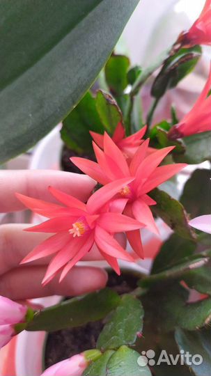 Рипсалидопсис