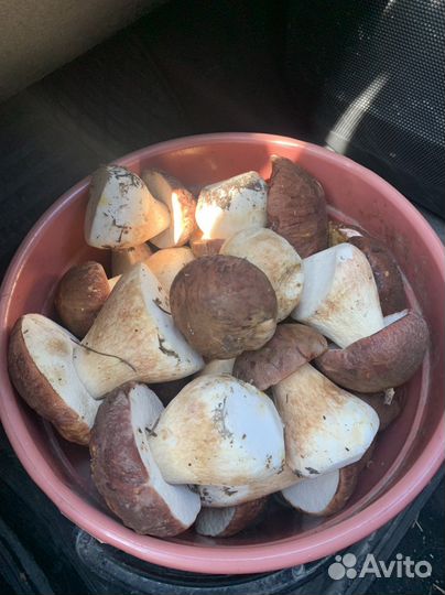 Белые грибы свежие