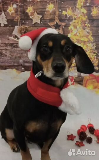 Одежда для животных новая