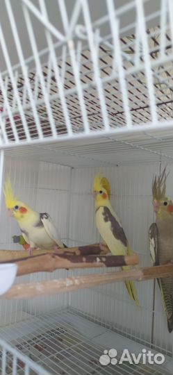 Попугай корелла птенецы