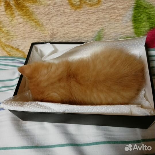 Рыжий котенок девочка