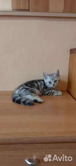 Британские котята