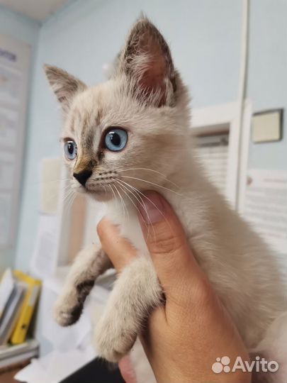 Кошечка в добрые руки