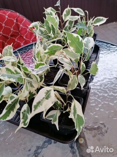 Фикус бенджамина (отростки)