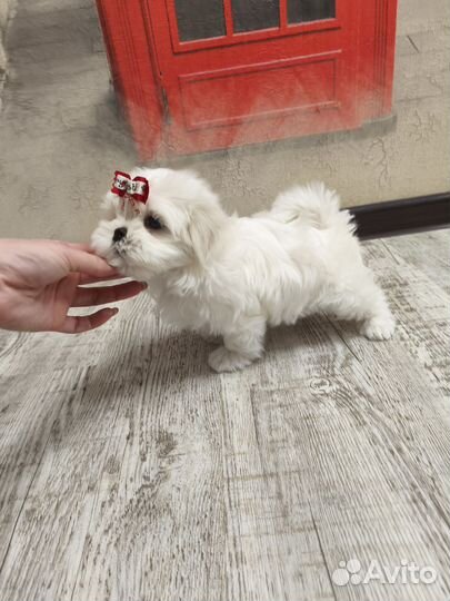 Мальтезе Корея девочка