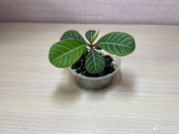 Молочай беложильчатый