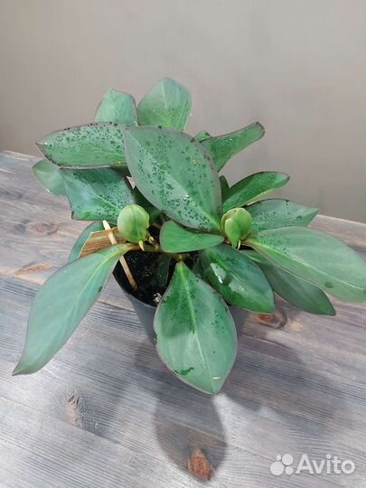 Пеперомия Ред Марджин