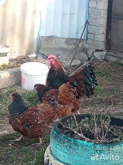 Куры орпингтон