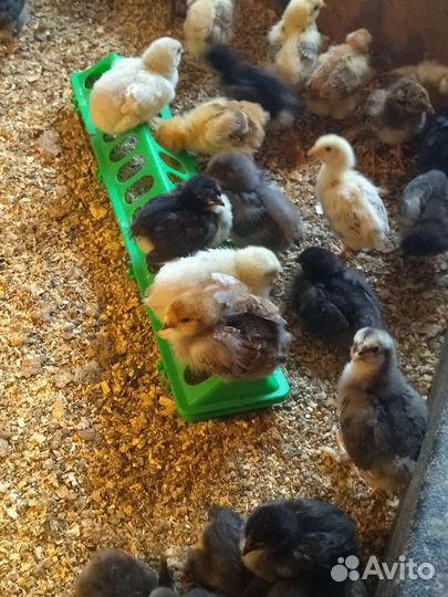 Цыплята 2 недели