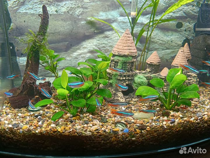 Аквариум, террариум, рыбки, креветки