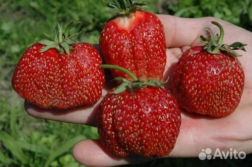 Рассада клубники купчиха, фестивальн