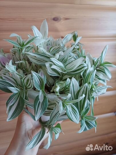 Традесканция