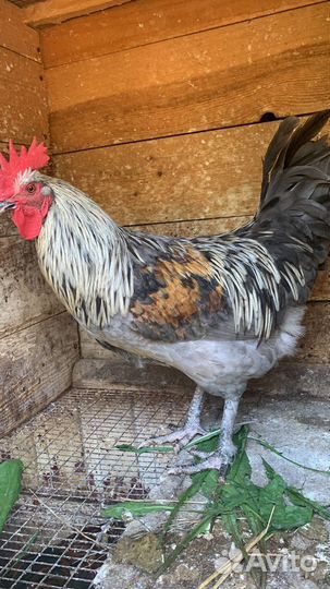 И/яйцо, мараны курочки или семья