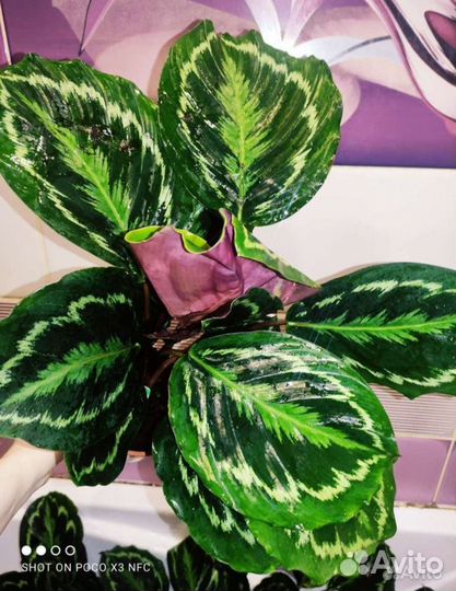 Калатея медальон премиум