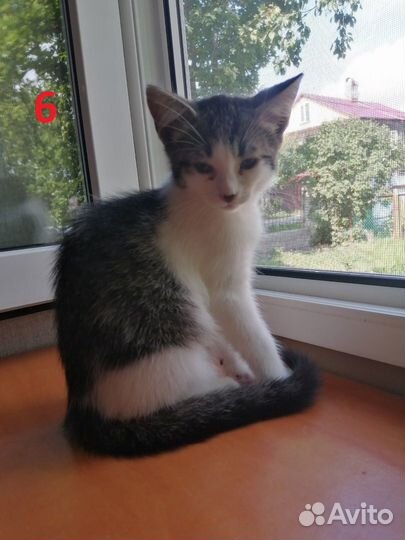 Котики бесплатно в добрые руки