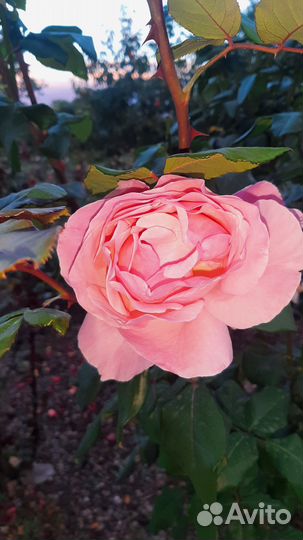 Саженцы роз