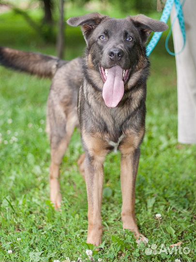 Собака-компаньон ищет семью