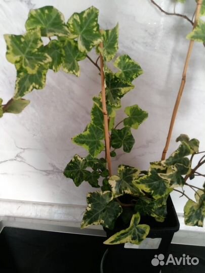 Плющ сортовой вариегатный