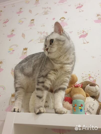 Отдам кошку в хорошие, добрый, заботливые руки