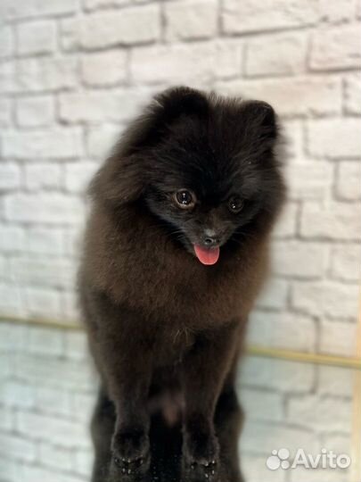 Шпиц 5 месяцев