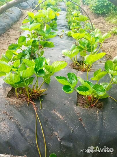 Рассада клубники