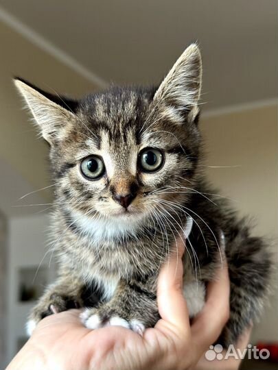 Котята в добрые руки бесплатно