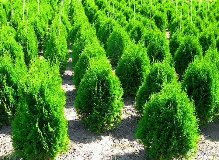 Туи колумна