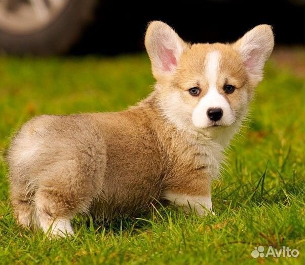 Корги щенки