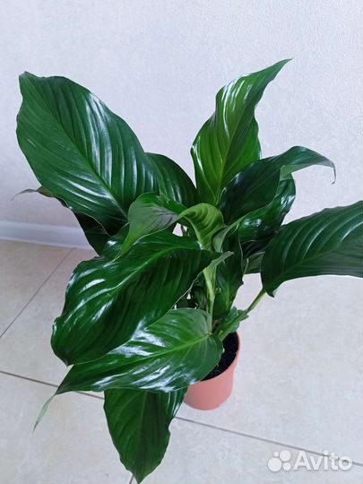 Спатифиллум