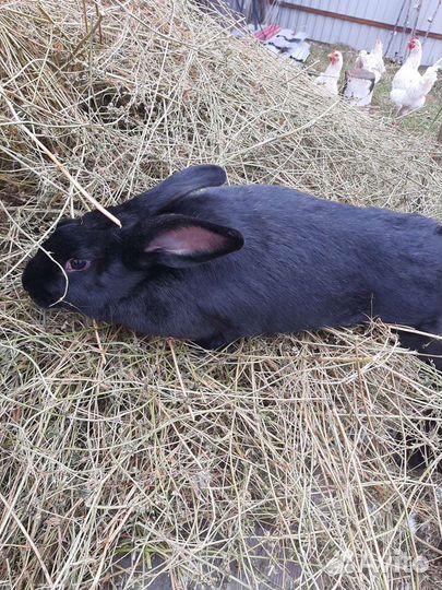 Кролики мясных пород Бабочка