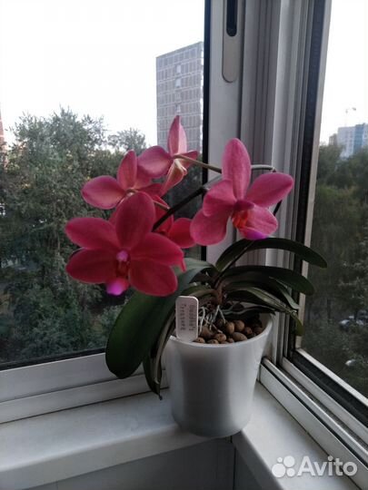 Фаленопсис Сокровище Будды