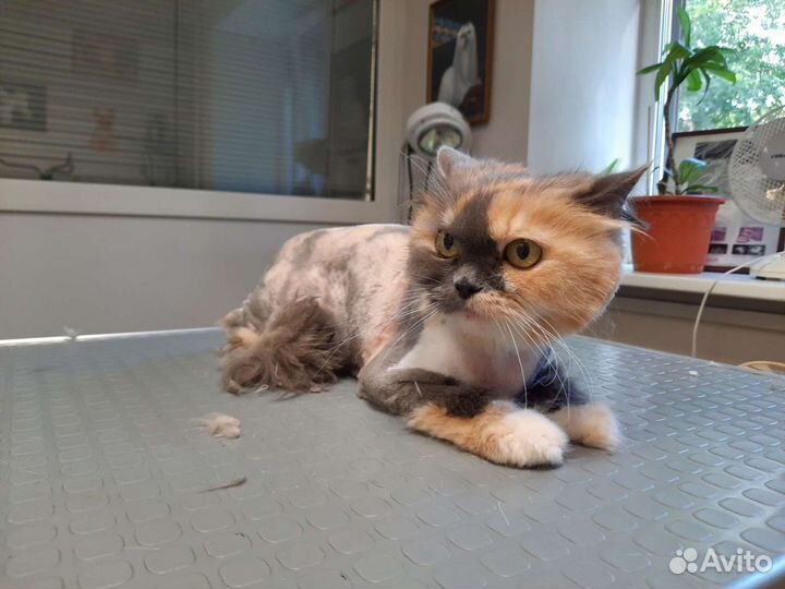 Стрижка кошек и собак, ветеринарный врач