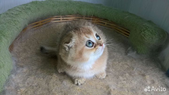 Шотландские котята- Плюшевые комочки счастья