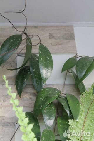 Хойя Hoya parasitica, Obovata, wayetii, pubicalyx