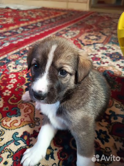 Отдам бесплатно щенков