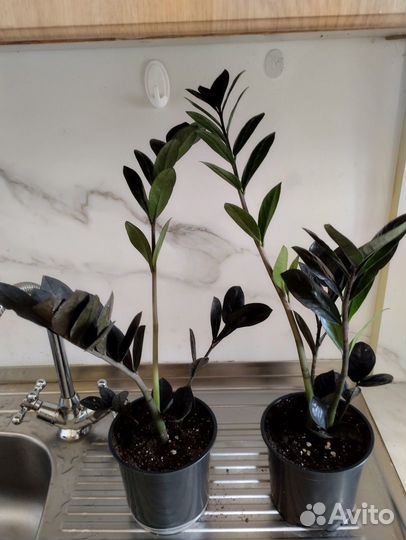 Чёрный замиокулькас (Black raven). Равен