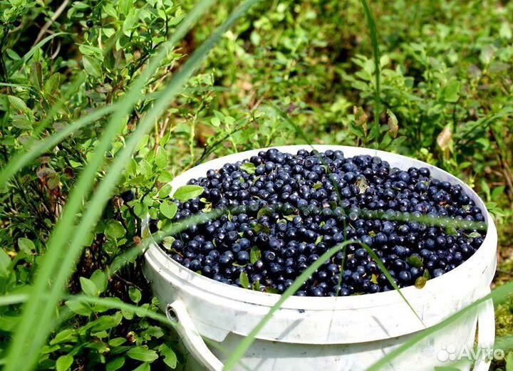 Черника лесная