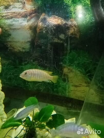 Голубая зебра