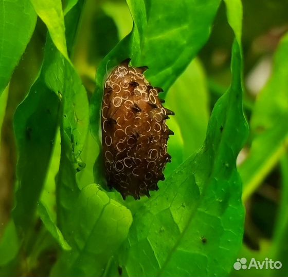 Улитка неретина