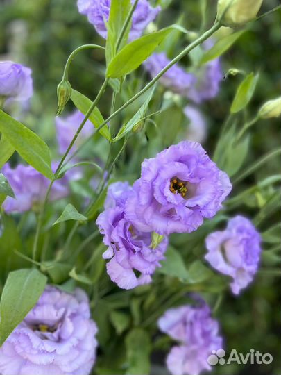 Эустома оптом